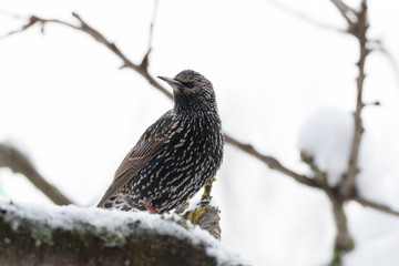 Common starling