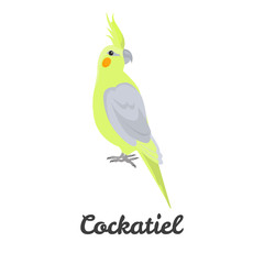 Cockatiel parrot color flat icon for web and mobile design
