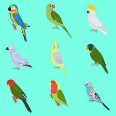 Set of color flat parrots icons