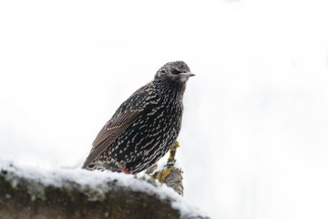 Common starling