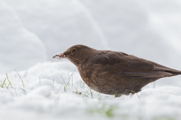 common blackbird