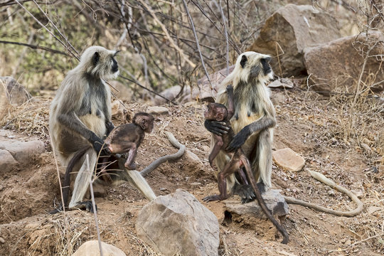 Indien-Affe-02252