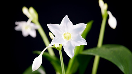 Obraz premium Amazon lily blooms