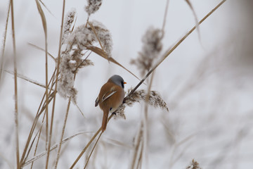 Rare phenomenon. Bearded tit just sits and no eats....