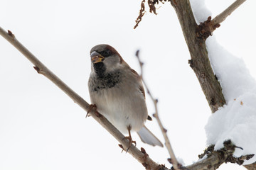 house sparrow