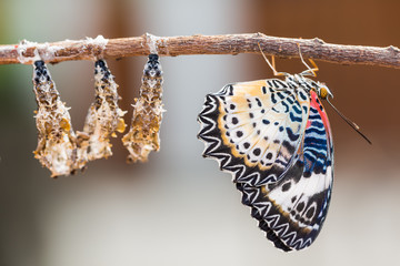 Obraz premium Leopard lacewing butterfly