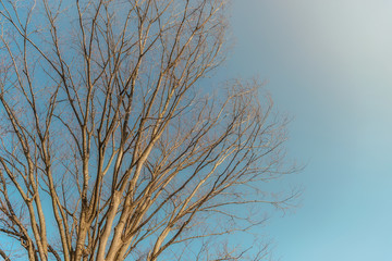 夕日に照らされる落葉樹