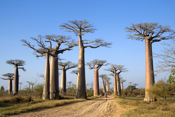 Baobab, Adansonia grandidieri, steegje van baobabs, beschermd gebied, Morondava, Madagaskar