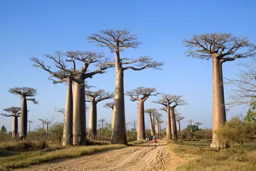 Rolgordijnen Baobab Baobab, Adansonia grandidieri, steegje van baobabs, beschermd gebied, Morondava, Madagaskar