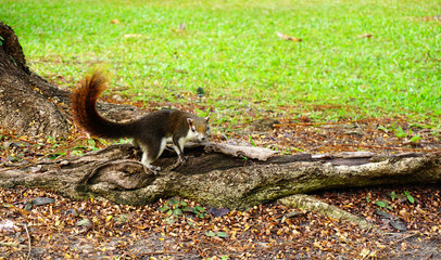 Squirrel climbing down a tree. Cute looking small furry animal looking curious.
