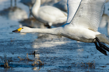 飛ぶ白鳥
