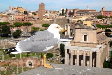 Fototapeta na wymiar Goéland surplombant le centre historique de Rome