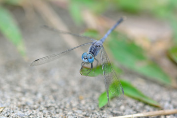 Dragonfly closeup background