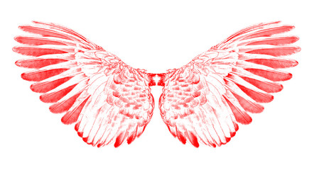 red wings of birds on white bacground