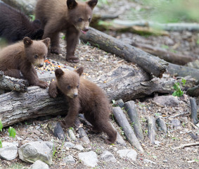 Baby Black bear cubs in Orr Minnesota © Dennis Donohue