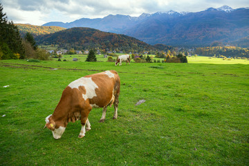 Cows grazing in alpine meadows