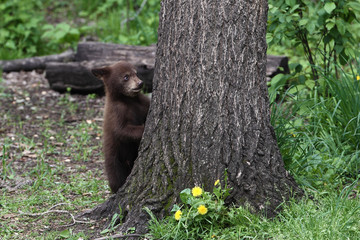 Baby Black bear cubs in Orr Minnesota