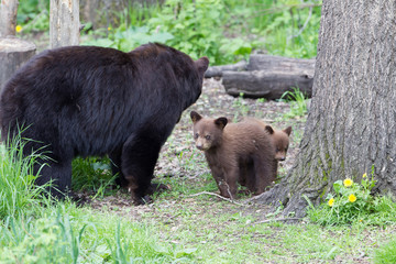 Obraz na płótnie Canvas Adult Black bear with cubs in Orr Minnesota