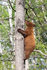 Juvenile Black bear in Orr Minnesota