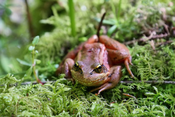 Fototapeta premium Red Legged Frog