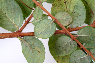 Red spider mite ( Tetranychus urticae ) on leaf of Symphoricarpos chenaultii © 7monarda