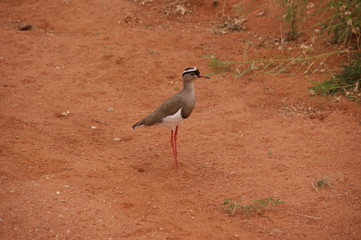 Wild bird in Kenia, Africa