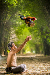 Thai farmer practice his rooster, throw it in the air.