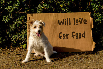 Homeless Jack Russell terrier dog with cardboard sign that says will love for food.