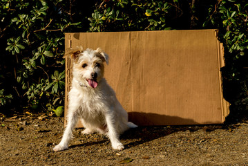 Homeless Jack Russell with cardboard sign with room for your text
