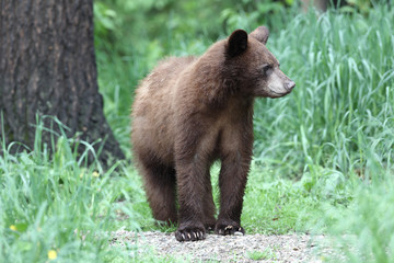 Juvenile Black bear in Orr Minnesota