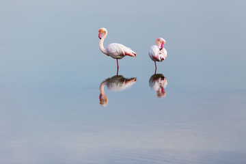 Pink flamingos walking through the water