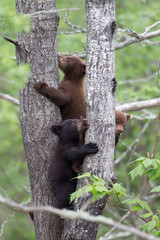 Obraz premium Baby Black bear cubs in Orr Minnesota