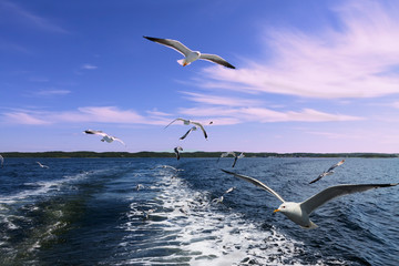 Flying Seagulls in the ocean in blue color