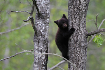 Baby Black bear cubs in Orr Minnesota