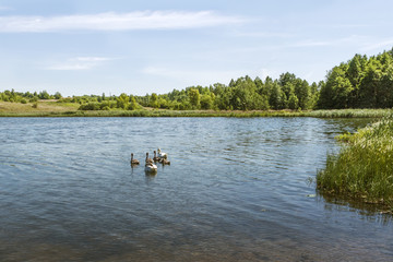 Fototapeta na wymiar Sunny summer water landscape with friendly swan family in the lake