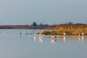 Pink flamingos walking through the water