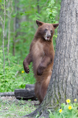 Juvenile Black bear in Orr Minnesota