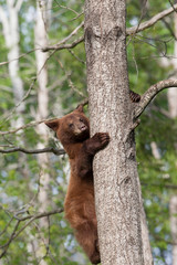 Juvenile Black bear in Orr Minnesota