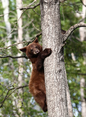 Juvenile Black bear in Orr Minnesota