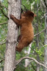 Juvenile Black bear in Orr Minnesota