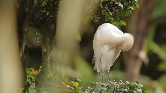 The cattle egret (Bubulcus ibis) cleaning its feathers. Cosmopolitan species of heron. Malaysia.