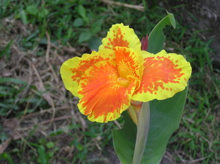 fleur jaune et orange