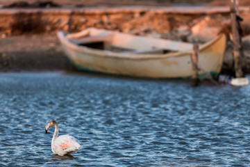 Pink flamingos walking through the water