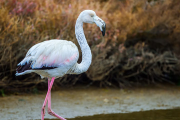 Pink flamingos walking through the water