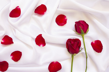 red rose on white cloth