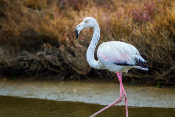 Pink flamingos walking through the water