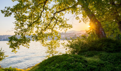 The rays of the evening sun breaking through the leaves of the tree standing on the shore of the lake