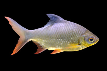 River fish isolated on black background
