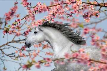 Keuken spatwand met foto Portrait of a white horse with a black mane, running among the pink blossom trees. Spring time © ashva