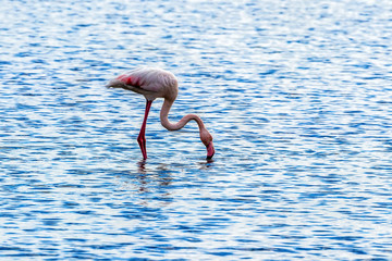 Pink flamingos walking through the water